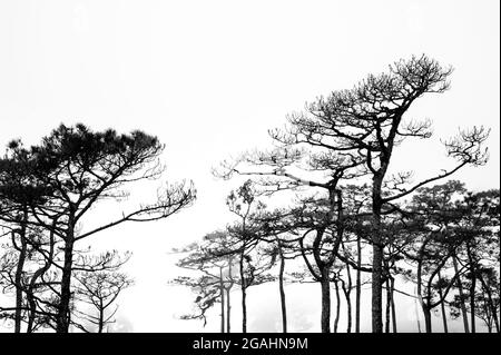 thailands Kiefernwald mit nebliger Szene Stockfoto