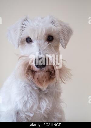 Weißer Mini-Schnauzer mit hellem Hintergrund Stockfoto