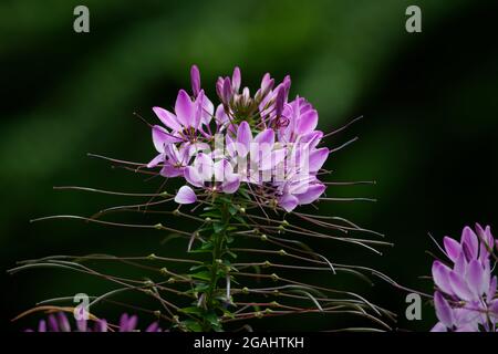 cleome hassleriana, rosa Spinnenblume vor verschwommenem grünen Hintergrund Stockfoto