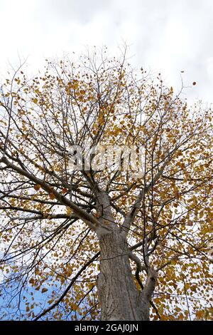 Baum im Herbst in niedriger Ansicht. Sie hat eine große Krone, aber nur sehr wenige Blätter in gelber und brauner Farbe. Im Hintergrund ist der Himmel mit Wolken. Stockfoto