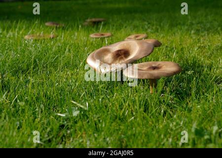 Eine Gruppe von Pilzen auf der Wiese auf frischem grünen Gras. Es gibt viel Speicherplatz für Kopien. Stockfoto