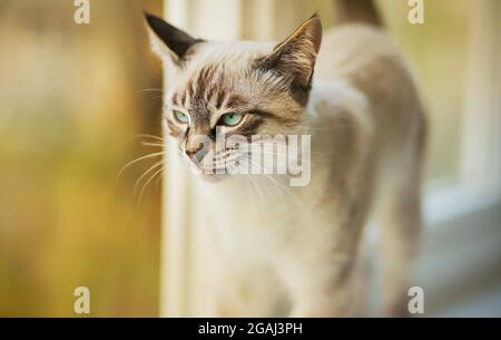 An einem Sommertag steht auf einer weißen Fensterbank in der Nähe eines offenen Fensters ein süßes, schönes thailändisches tabby-Kätzchen mit blauen Augen. Ein Haustier. Stockfoto