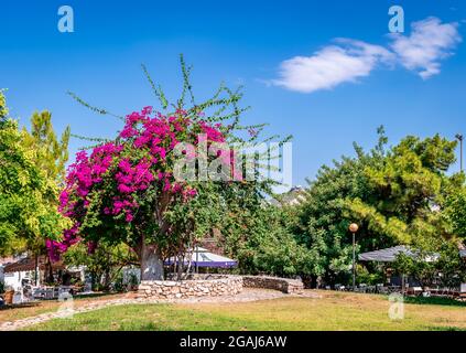 Der öffentliche Park Hiou und Vasilleos Alexandrou in Kaisariani, einem Vorort im östlichen Teil von Athen. Blühte Bougainvillea. Stockfoto