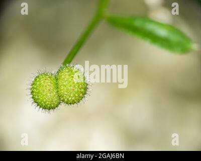 Stachelrasensamen Makro, Galium aparine. Stockfoto