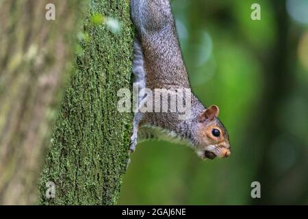 Graues Eichhörnchen mit Nuss im Mund, die an einem Baumstamm hängt. Stockfoto
