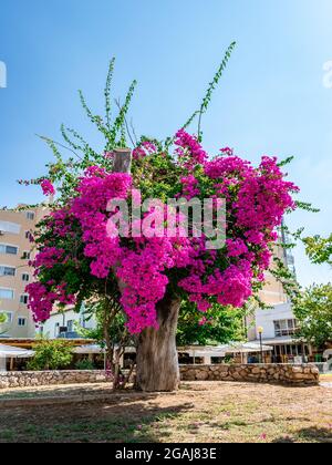 Eine fabelhafte hot-pink blühte Bougainvillea, in einem öffentlichen Park, irgendwo in Athen. Sommer in Griechenland. Stockfoto