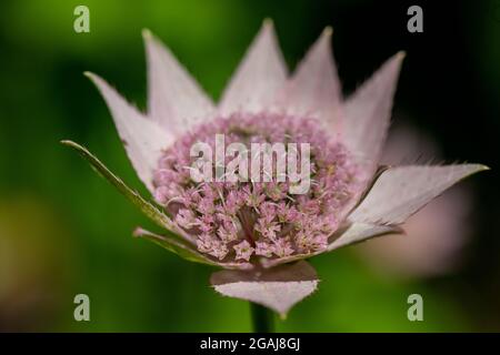 Astratia Major Rubra Blume Stockfoto