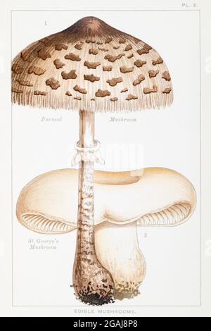 Illustration von Sonnenpilz / Lepiota procera & St. George's Mushroom / Tricholoma gambosa in Mordecai Cooke's 'essbare & giftige Pilze' 1894 Stockfoto