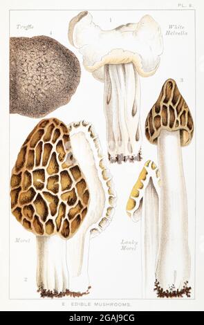 Helvella crispa, Morchella esculenta / Morel, Morchella semilibera, Tuber aestivum / Trüffel in Mordecai Cookes 'essbaren & giftigen Pilzen' 1894 Stockfoto