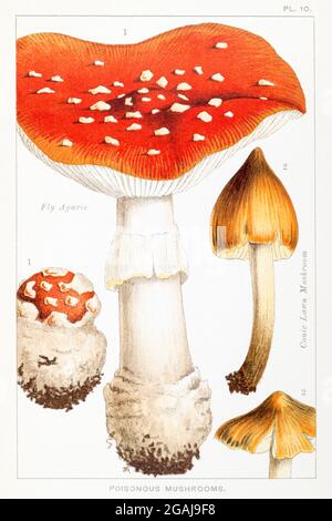 Illustration von Fly Agaric / Amanita Muscaria & Conic Lawn Mushroom / Hygrophorus conicus in Mordecai Cookes 'essbaren & giftigen Pilzen' 1894 Stockfoto