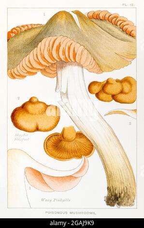 Illustration von Wavy Pink Kiemen / Entoloma sinuatus & Styptic Sidefoot / Panus stypticus in Mordecai Cookes 'essbaren & giftigen Pilzen' 1894 Stockfoto