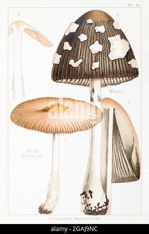 Illustration von Magpie / Coprinus Picaceus & Wood Woolly Foot / Marasmius peronatus in Mordecai Cookes 'essbaren & giftigen Pilzen' 1894 Stockfoto