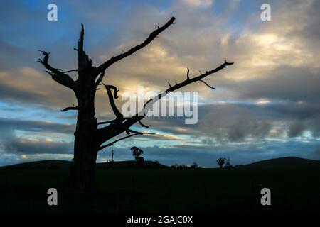 Silhouettiertes Baumskelett vor einem dramatischen Himmel Stockfoto