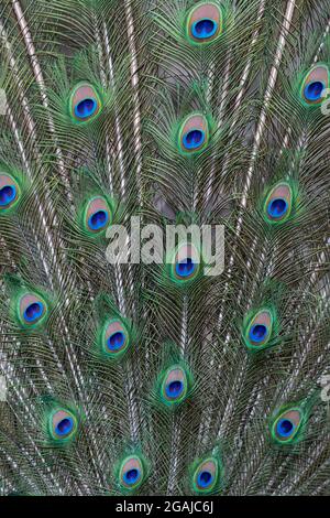 Schwanzfedern eines indischen Peafowl Stockfoto