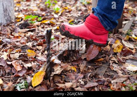 Ein Fuß in einem Gummistiefel reinigt den festsitzenden Schmutz von der Sohle auf einem metallenen, geschmiedeten Schuhschaber im Hinterhof mit herbstlichen Blättern Stockfoto