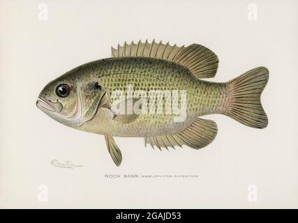 Fischs of America Vintage-Illustrationen Stockfoto