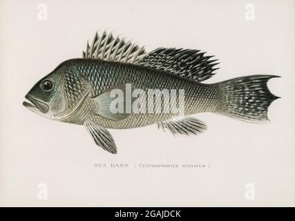 Fischs of America Vintage-Illustrationen Stockfoto