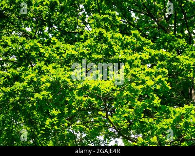 An einem sonnigen Sommertag hinterlässt eine gesunde, leuchtend grüne Eiche bei Sonnenschein. Stockfoto