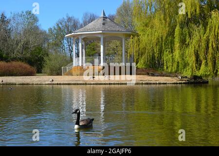 Kanadagans auf dem See, vor dem Bandstand in Watermead, Aylesbury, Buckinghamshire, England, Großbritannien Stockfoto