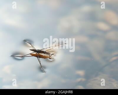 Nahaufnahme von Gerris lacustris oder gewöhnlicher Teichskater Stockfoto