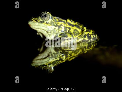 Spadefoot toad In Valdemanco, Madrid, Spanien (Pelobates cultripes) Stockfoto
