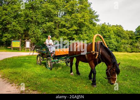 Ein Amish-Pferd und eine Kutsche fahren auf einer ländlichen Straße Stockfoto