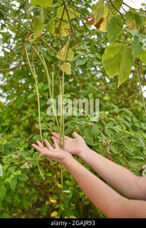 Weibliche Hände halten Catalpa-Sitzkissen. Catalpa, auch catawba genannt, ist eine Gattung von blühenden Pflanzen aus der Familie der Bignoniaceae Stockfoto