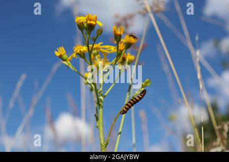 Raupe aus gelb und schwarz gestreifter Zimtblüte auf gewöhnlicher Ragwurz am farbenfrohen Tag mit blauem Himmel. Insektenfütterung auf der blühende Pflanze. Stockfoto