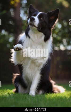 Entzückende Schwarz-Weiß-Border Collie Dog gibt Pfote im Garten. Haustiertier Trainiert Gehorsam Draußen. Stockfoto