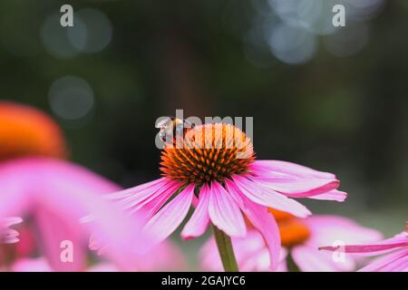 Hummel bestäubt im Sommer die blühende Pflanze Purple Coneflower. Bumble Bee sammelt Nektar aus buntem Echinacea Purpurea in Nature. Stockfoto