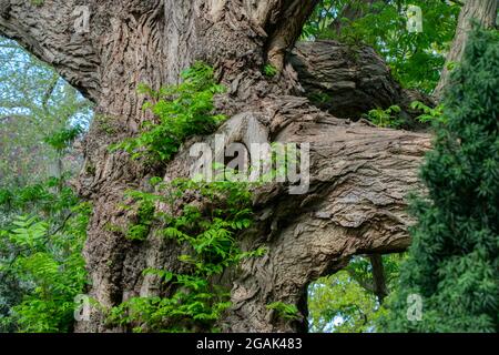 Fagus Sylvatica Pendula Baum In Amsterdam Niederlande 26-4-2020 Stockfoto