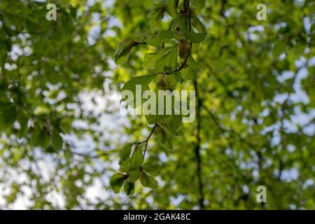 Fagus Sylvatica Pendula Baum In Amsterdam Niederlande 26-4-2020 Stockfoto