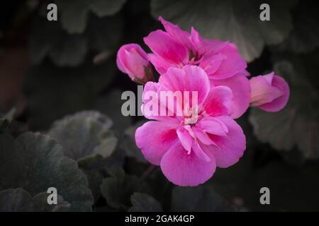 Nahaufnahme von rosa eingetopften Geranie, die im heimischen Garten mit grünen Blättern in launischen Tönen wächst. Leerer Raum für Text Stockfoto