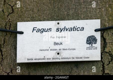 Schild Fagus Sylvatica Pendula Auf Dem Nieuwe Ooster Friedhof Amsterdam Niederlande 26-4-2020 Stockfoto