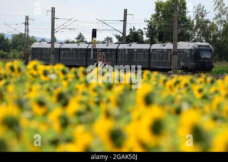 Kolin, Tschechische Republik. Juli 2021. Der Handelszug von Leo Express fährt nach Prag, fährt an einem schönen Sonnenblumenfeld in der Nähe von Kolin während eines sonnigen Tages in der Tschechischen Republik vorbei.Leo Expresist ein offen fahrendes Zugunternehmen in der Tschechischen Republik, gegründet 2010. (Bild: © Slavek Ruta/ZUMA Press Wire) Stockfoto