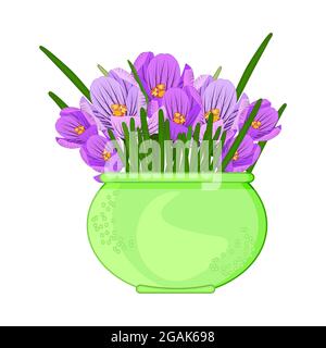 Violette Krokus Blumen im Topf isoliert auf weißem Hintergrund.Terracotta Blumentopf mit lila Krokussen.Zimmerpflanze in grüner Vase.Stock Vektor Illustration Stock Vektor