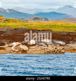 Seehunde oder Seehunde werden auf Felsen am Meer auf der Isle of Skye, Schottland, gezogen. Selektiver Fokus mit Bergen in der Ferne Stockfoto