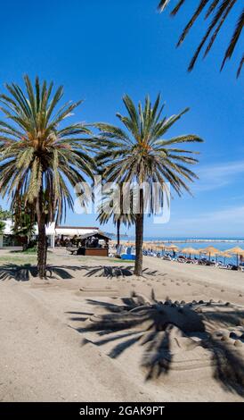 Sandstrand Malaga, Palmen, Costa del Sol, Provinz Malaga, Andalusien, Spanien, Europa, Stockfoto