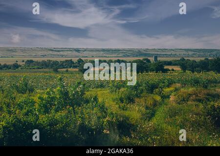 Großes Feld von Nahaufnahme gelb reifen Sonnenblumen Blumen Stockfoto