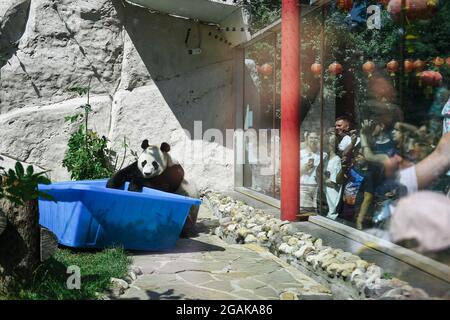 Moskau, Russland. Juli 2021. Besucher sehen sich an, wie der riesige Panda Ru Yi im Moskauer Zoo in Moskau, der Hauptstadt Russlands, am 31. Juli 2021 Spaß hat. Der Moskauer Zoo feierte seinen Geburtstag für den riesigen Panda Ru Yi, der 2019 aus China für ein 15-jähriges wissenschaftliches Programm eintraf. Quelle: Evgeny Sinitsyn/Xinhua/Alamy Live News Stockfoto