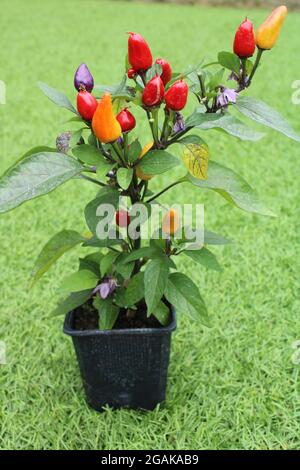 Chilli Aurora lateinischer Name Capsicum annuum mit roten, orange-gelben und grünen Paprika in vertikalem Format Stockfoto