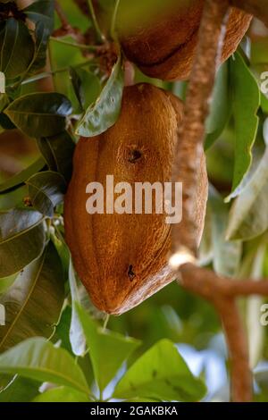 Brasilianischer Vorrat Baum der Art Pachira aquatica Stockfoto