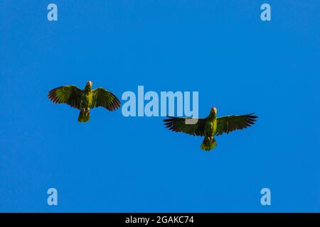 Zwei grüne Papageien (Karmesinsittich) fliegen auf klarem blauen Himmel mit Kopieplatz in Costa Rica Stockfoto