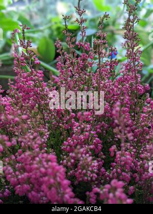 Calluna vulgaris Pflanze voller rosa Blüten. Heidekraut in voller Blüte Stockfoto