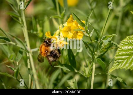 Gemeine Carder Bee auf einer Wiesenblüte, Firestone Copse, Isle of Wight, England Stockfoto