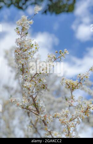 Zweige voller winziger weißer Blüten unter Sonnenlicht. Heller Hintergrund blüht Stockfoto