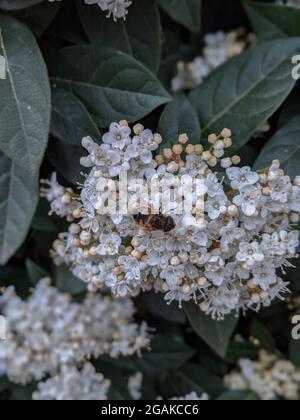 Biene auf einer Spirea ulmaria blüht. Mädesüß in Blüte mit einer Biene auf den Blüten. Stockfoto