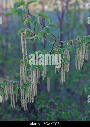 Ostrya carpinifolia oder europäischer Hopfenhainbuche verzweigt sich im Morgenlicht. Hopfen Hainbuche Zweige mit Blütenstand Stockfoto