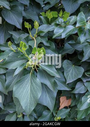 In der Efeu-Hecke wachsen neue Blätter Stockfoto