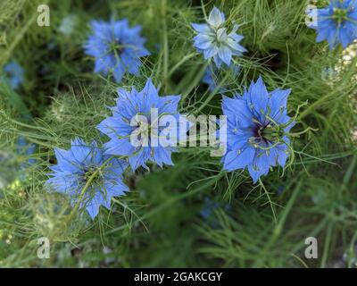 Blaue Blüten der Nigella sativa. Schwarzkümmel blüht. Stockfoto